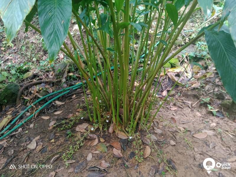 Agriculture land for sale