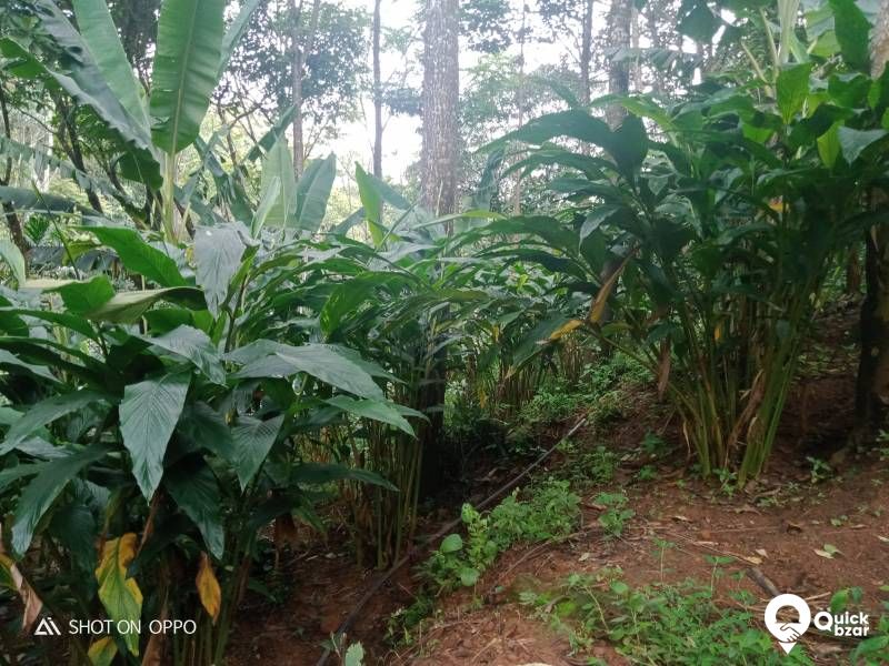 Agriculture land for sale