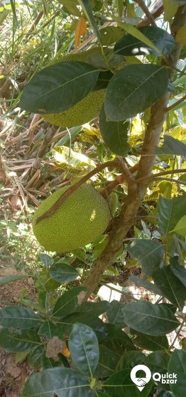 ആയുർജാക്ക്