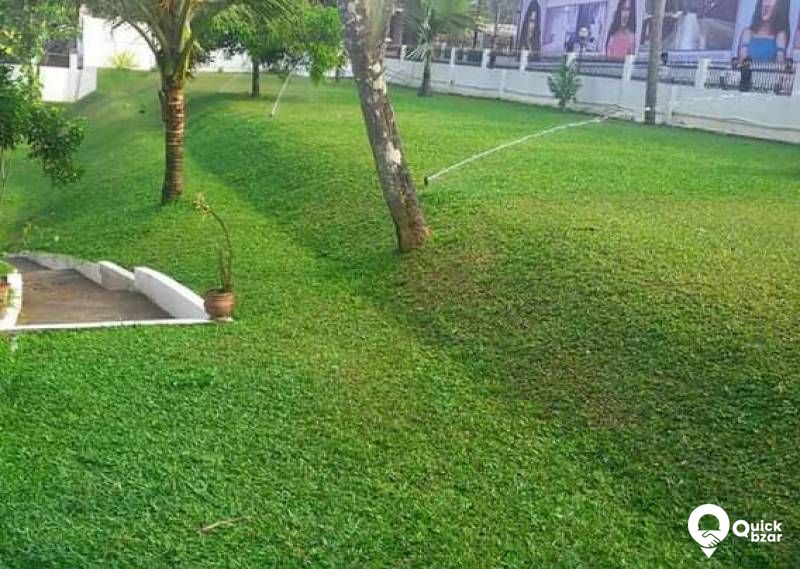 garden work: grass settings Korean grass,Mexican grass, pearl grass
