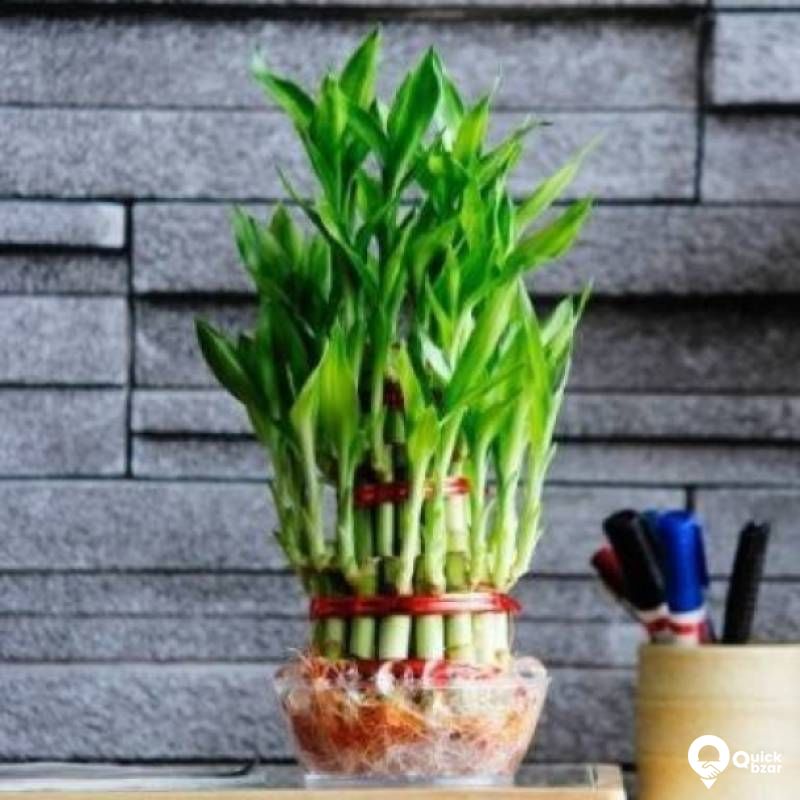 Mulch Masters Two Layer Bamboo Plant

Plant Name: Two Layer Bamboo Pla