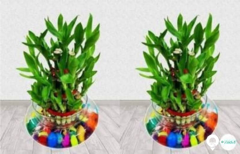 Mulch Masters Two Layer Bamboo Plant

Plant Name: Two Layer Bamboo Pla