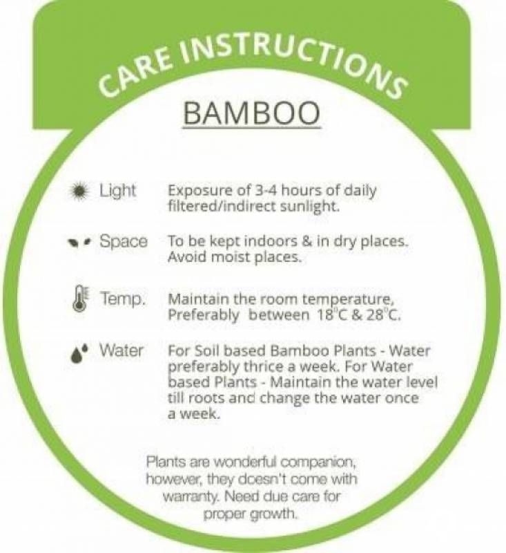 Mulch Masters Two Layer Bamboo Plant

Plant Name: Two Layer Bamboo Pla