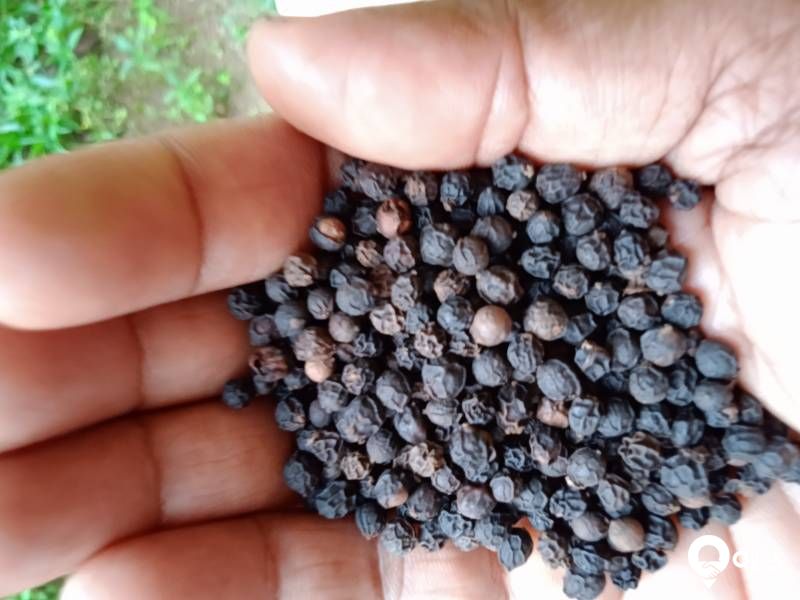 Idukki origin Bold Black pepper