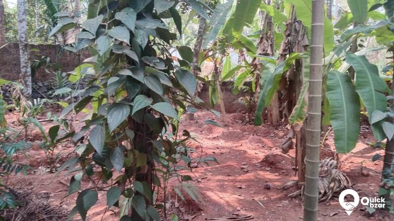 Plot for sale Koyilandy