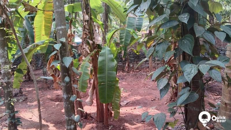 Plot for sale Koyilandy