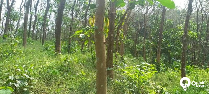 1.5 ഏകർ തോട്ടം വില്പനക്ക്