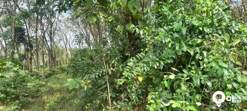 1.5 ഏകർ തോട്ടം വില്പനക്ക്
