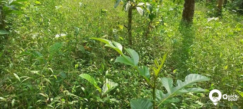 1.5 ഏകർ തോട്ടം വില്പനക്ക്