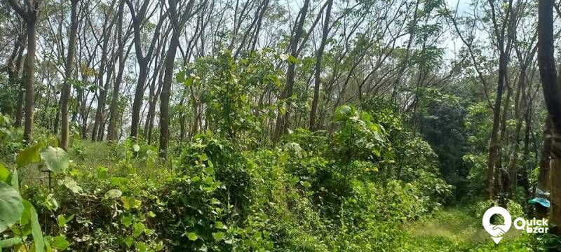 1.5 ഏകർ തോട്ടം വില്പനക്ക്