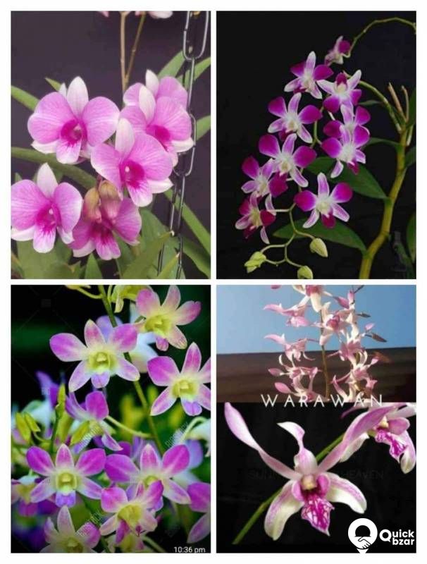 Orchid flowers