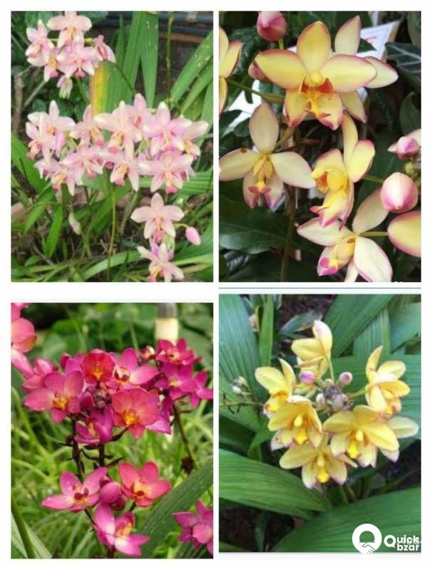 Orchid flowers
