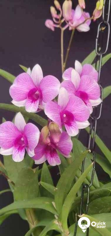 Orchid flowers