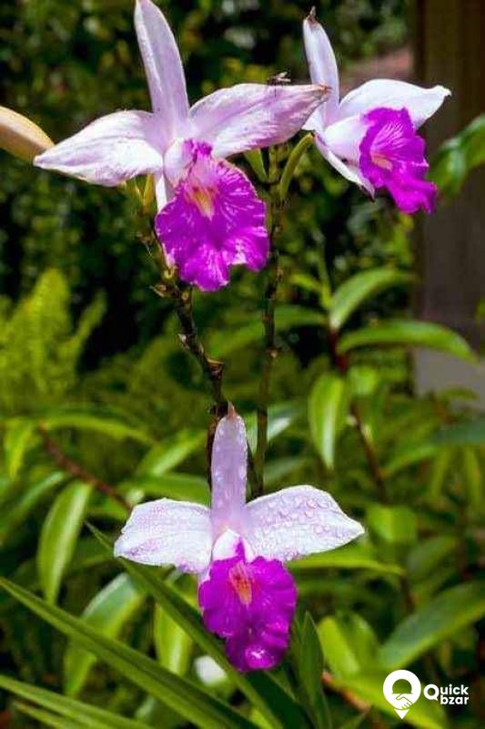 Orchid flowers