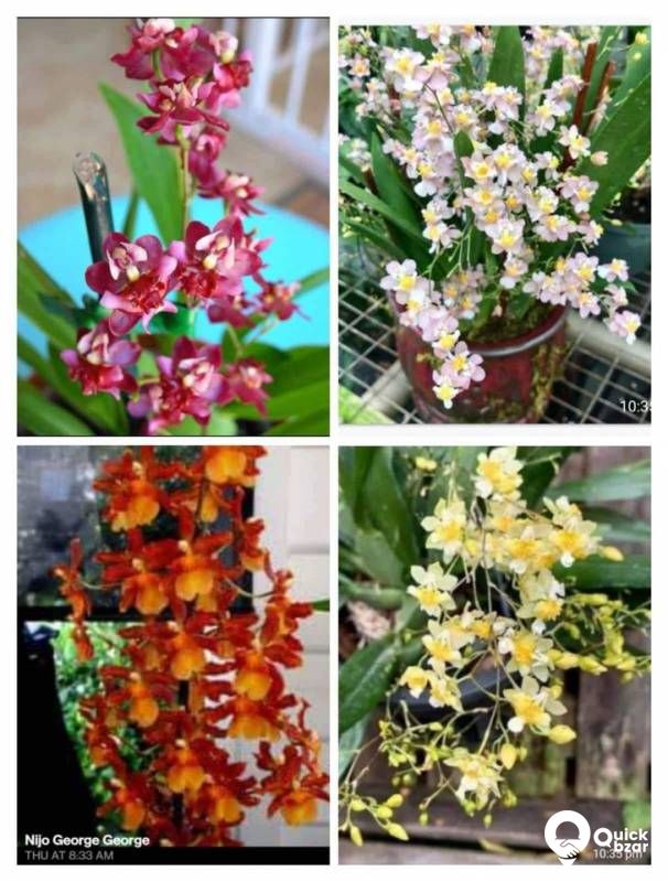 Orchid flowers
