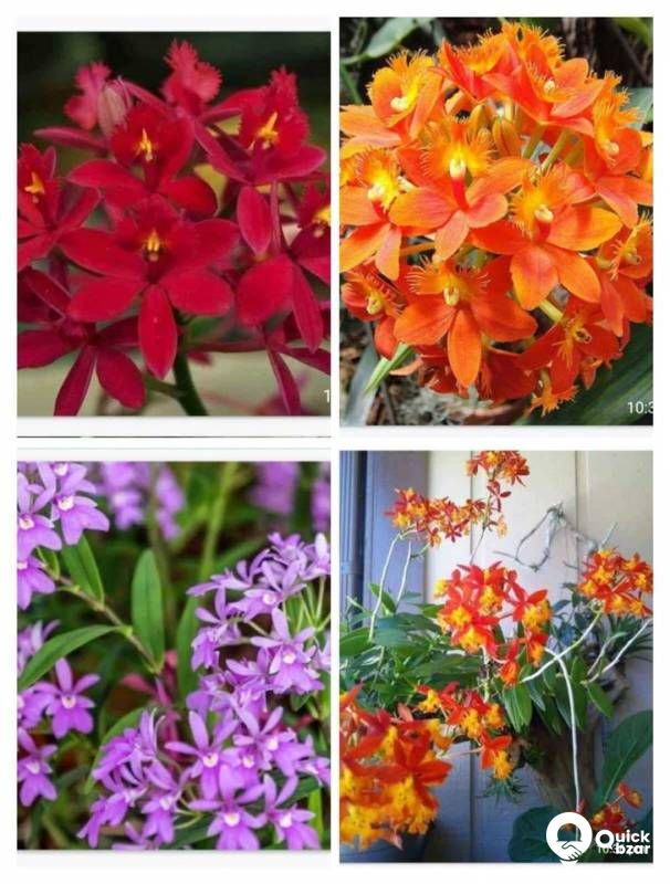 Orchid flowers