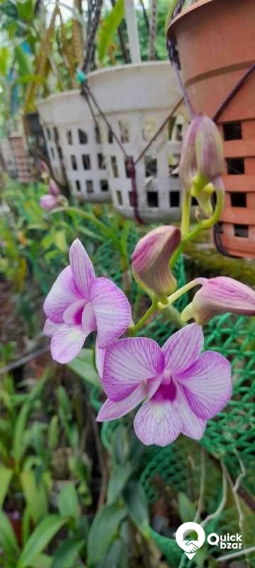 ORCHID Flowers with plant