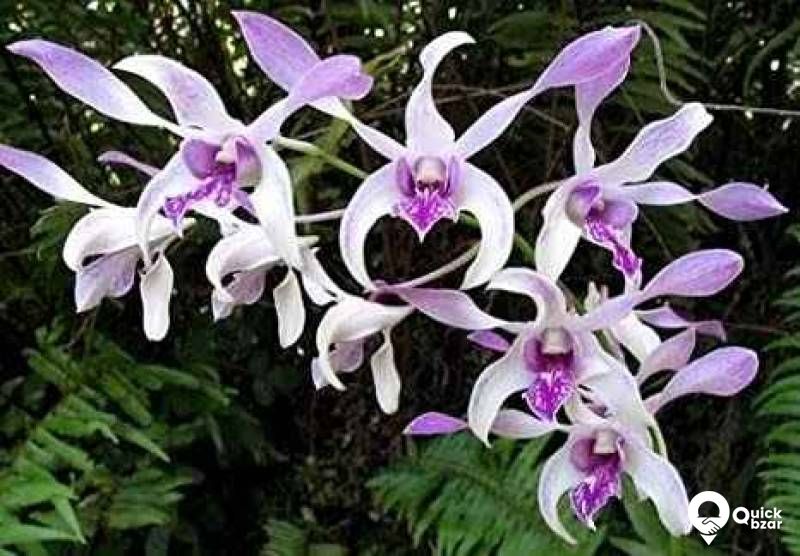 ORCHID Flowers with plant