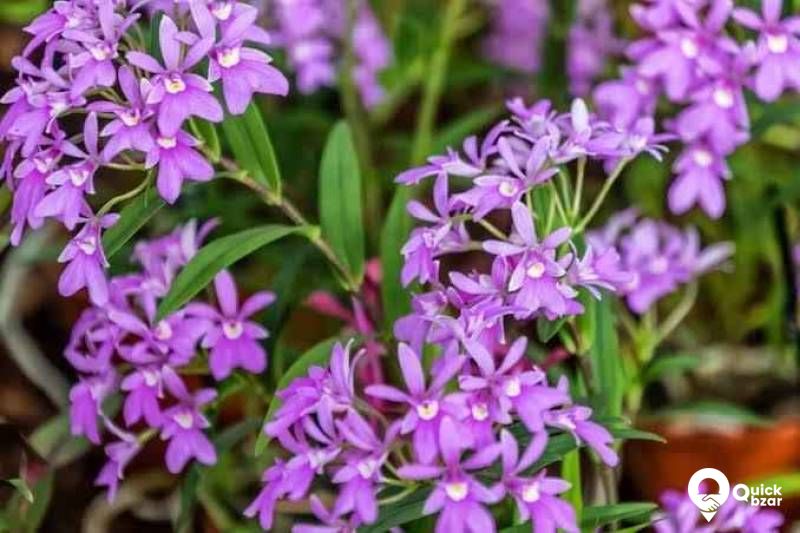 ORCHID Flowers with plant