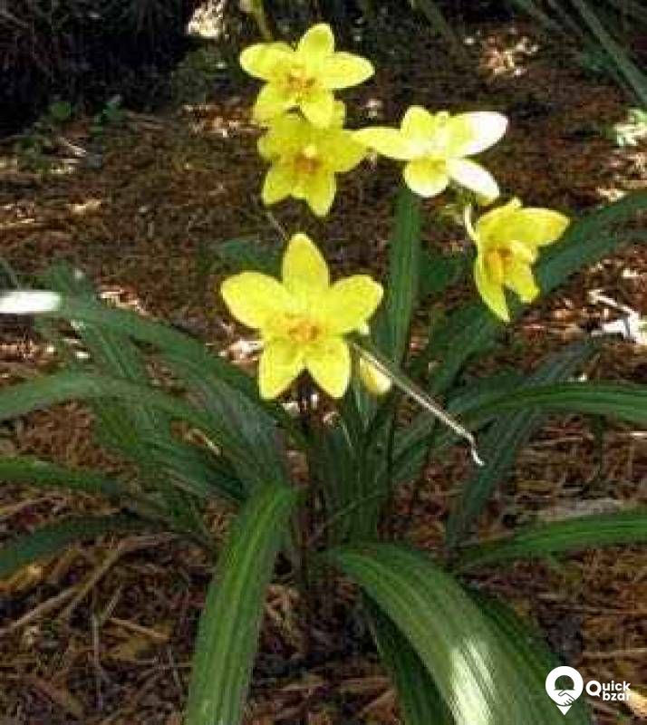 ORCHID Flowers with plant