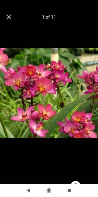 ORCHID Flowers with plant