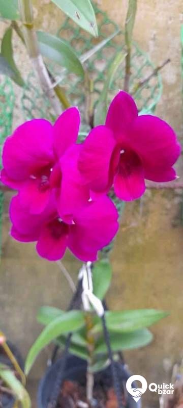 ORCHID Flowers with plant