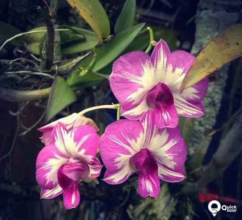 ORCHID Flowers with plant