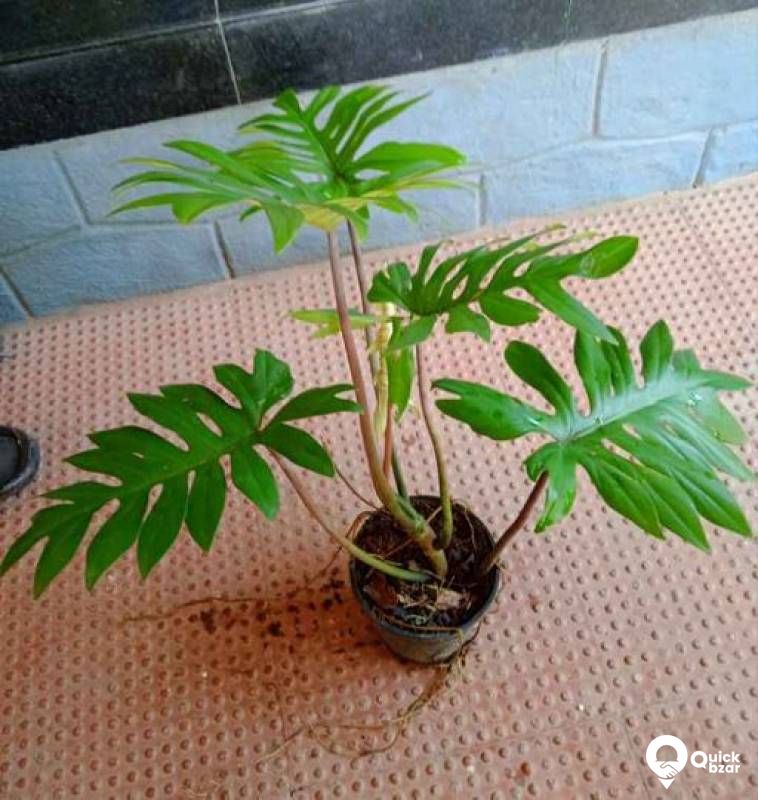 Gardening your home