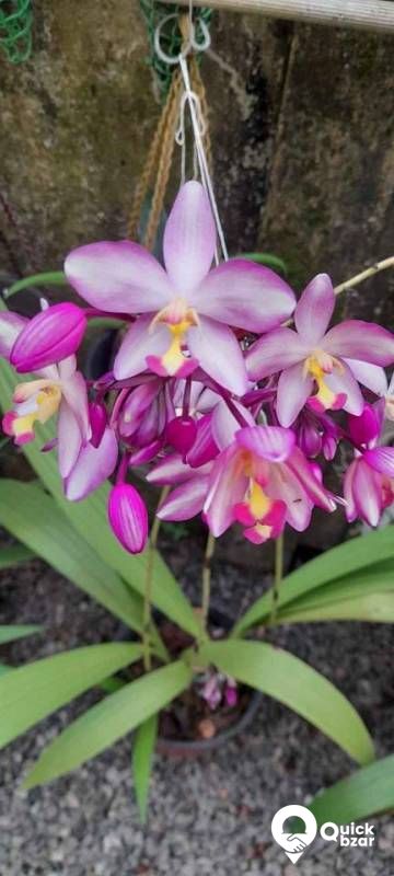 Gardening your home