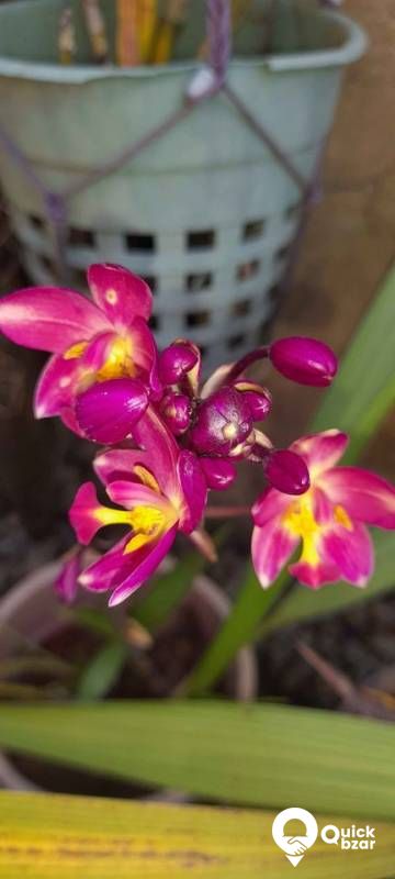 Gardening your home