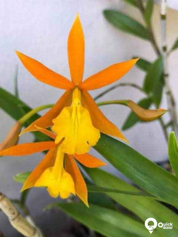 Gardening your home