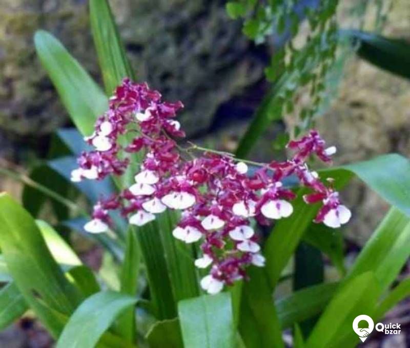 Gardening your home