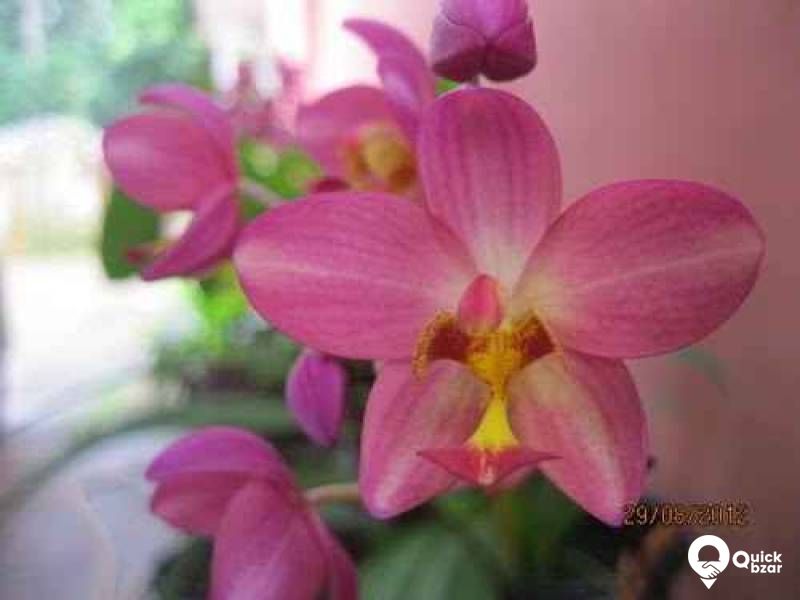 Gardening your home