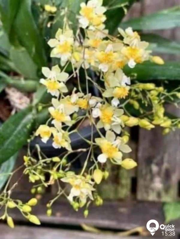 Gardening your home