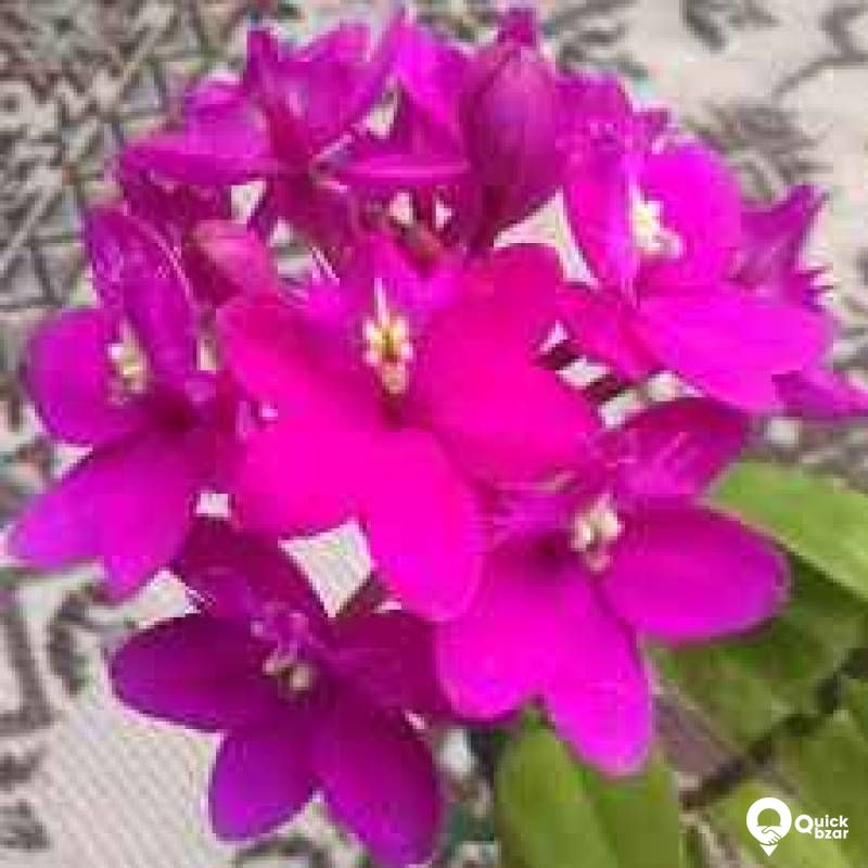 Gardening your home
