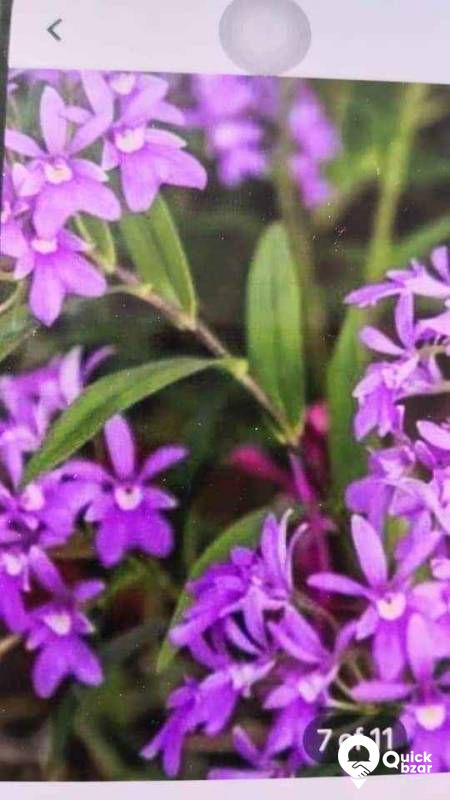 Gardening your home