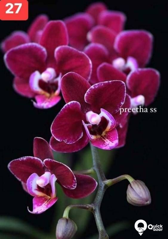 Phalaenopsis orchids blooming stage