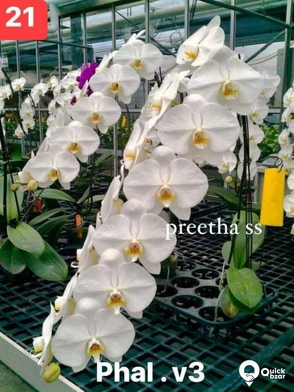 Phalaenopsis orchids blooming stage