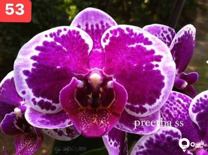 Phalaenopsis orchids blooming stage