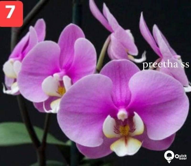 Phalaenopsis orchids blooming stage