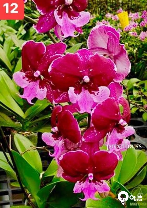 Phalaenopsis orchids blooming stage
