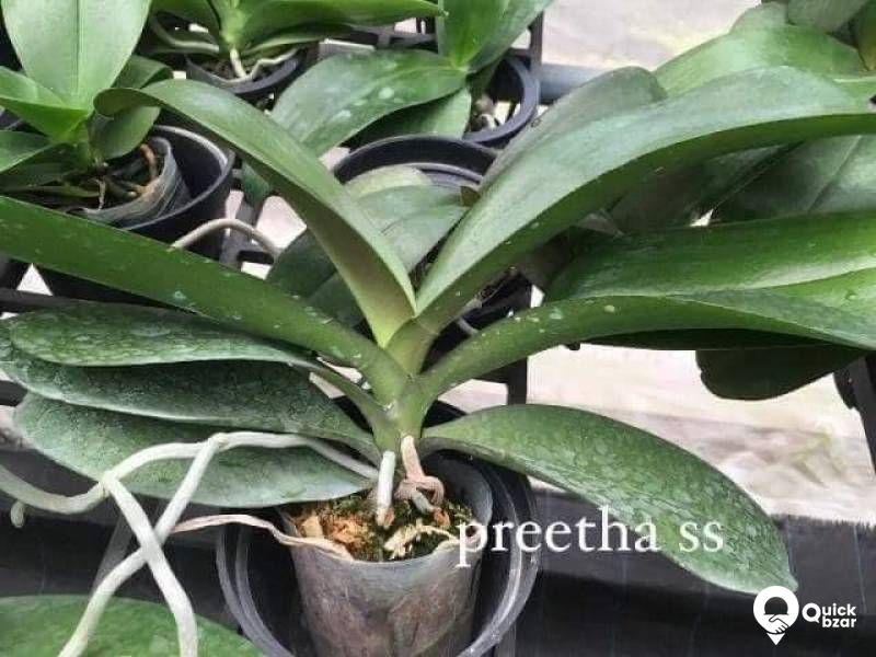 Phalaenopsis orchids blooming stage
