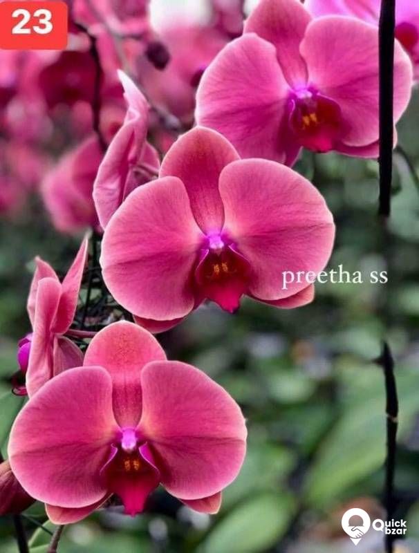Phalaenopsis orchids blooming stage