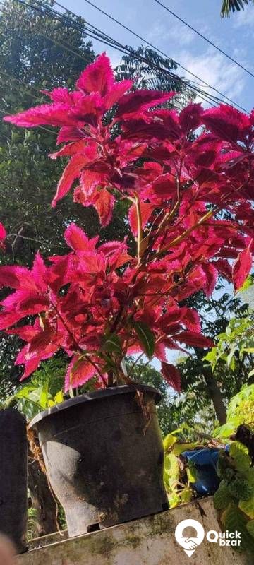 salepost Welcome to a garden that is frolicking with various beautiful