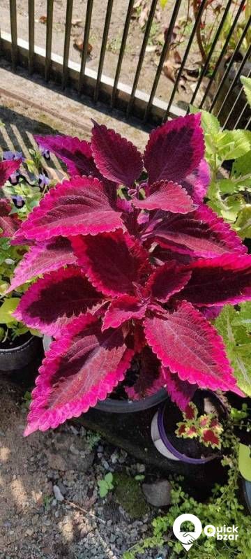 salepost Welcome to a garden that is frolicking with various beautiful
