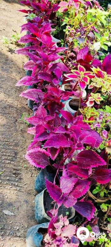 salepost Welcome to a garden that is frolicking with various beautiful