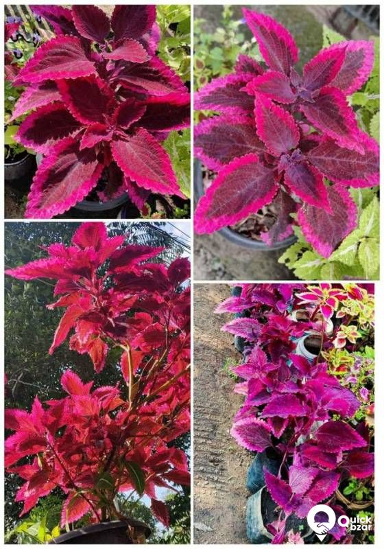 salepost Welcome to a garden that is frolicking with various beautiful