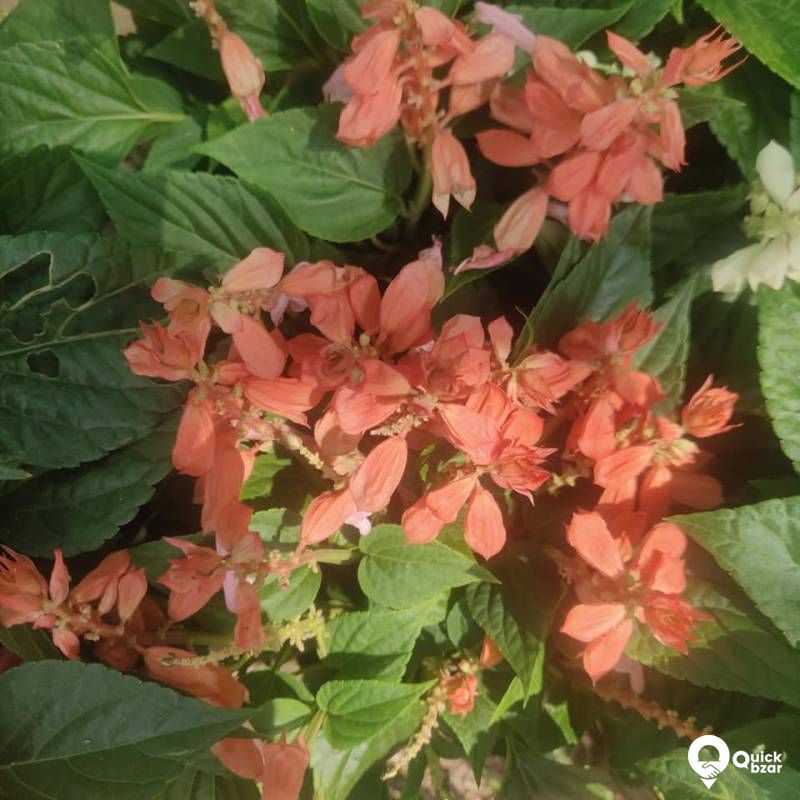 Plants for Sale