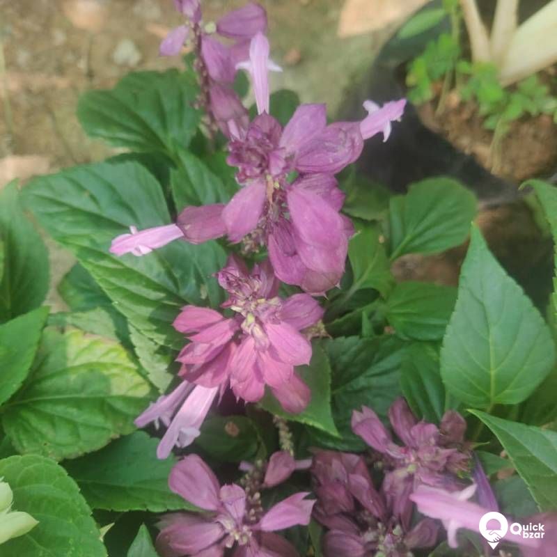 Plants for Sale