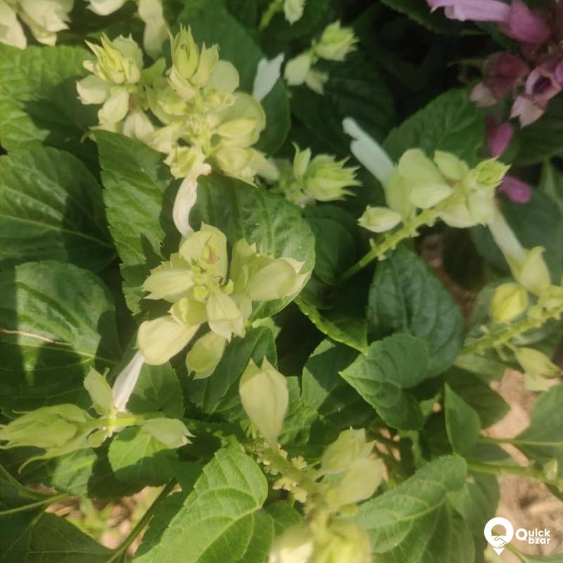 Plants for Sale